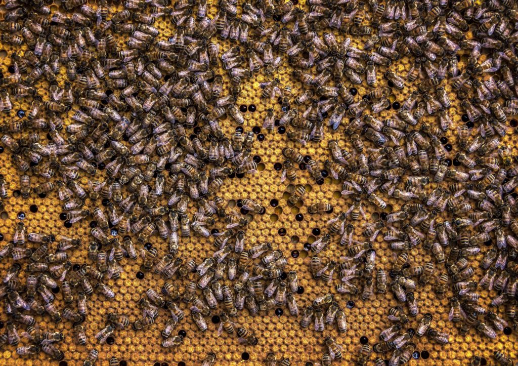 beginner beekeeper mistake