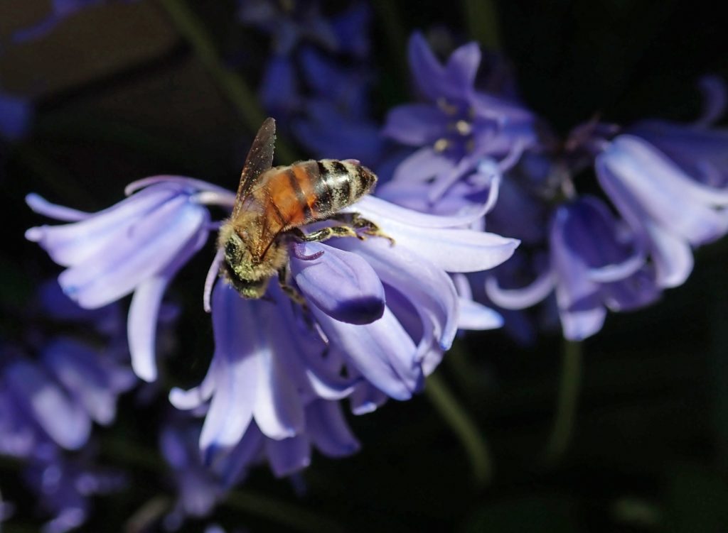 spring flowers bees