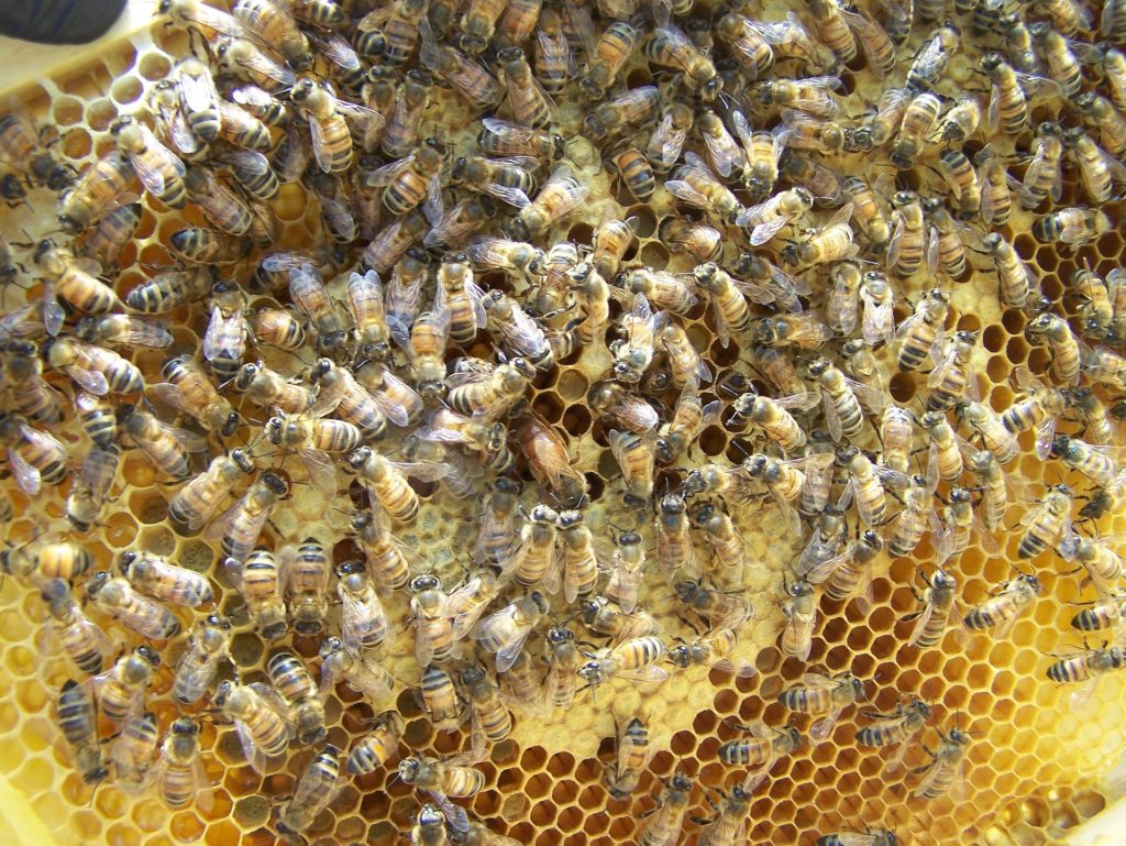 locate queen bee
