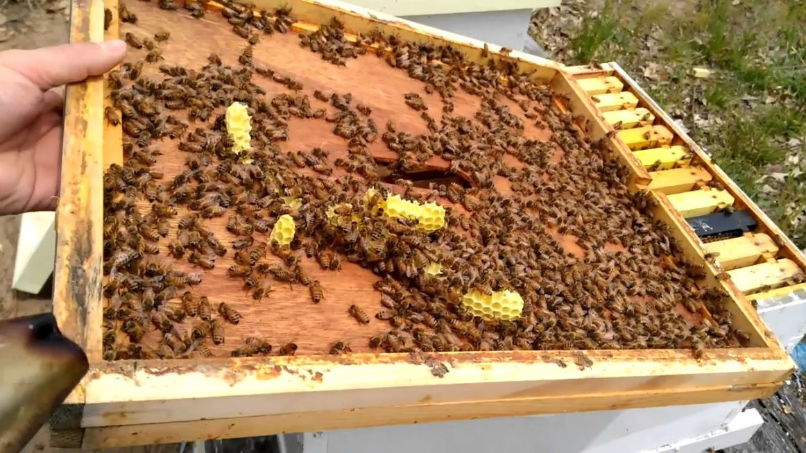beginner beekeepers are concerned