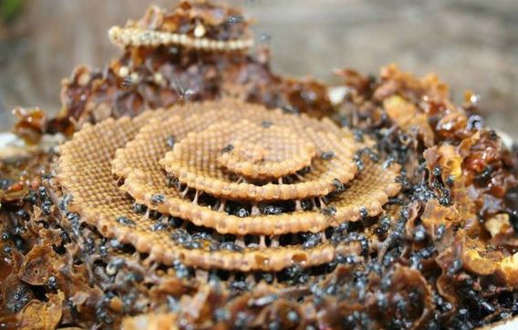 spiral nest bees