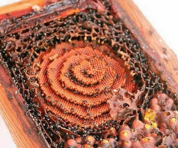 spiral nest bees