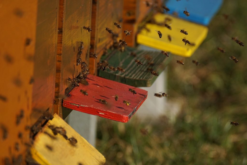 set up a bee colony