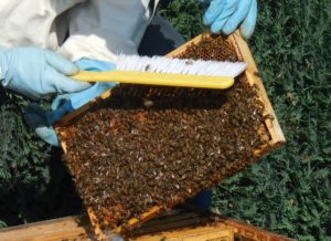 beginner beekeepers mistakes
