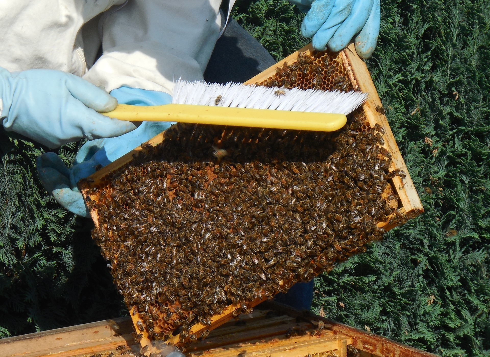 Top 10 mistakes a novice beekeeper makes - Ecocolmena