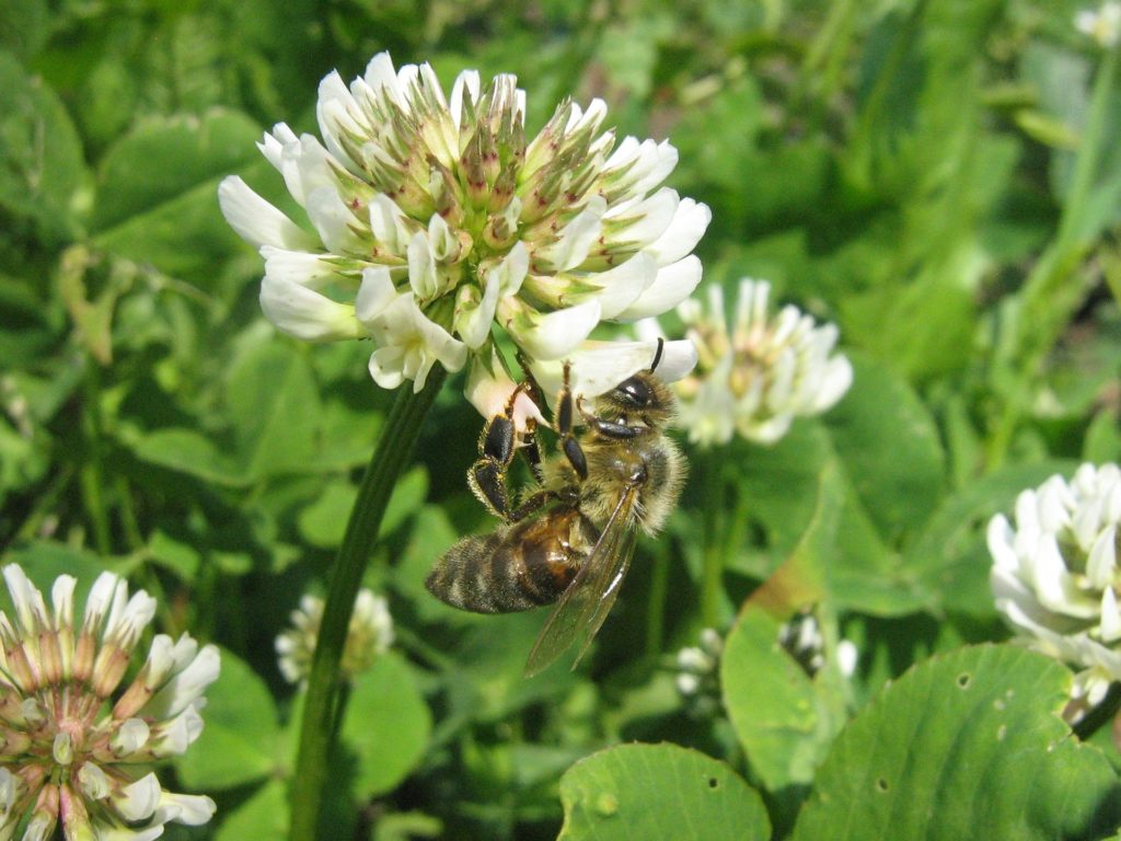 bees love clover