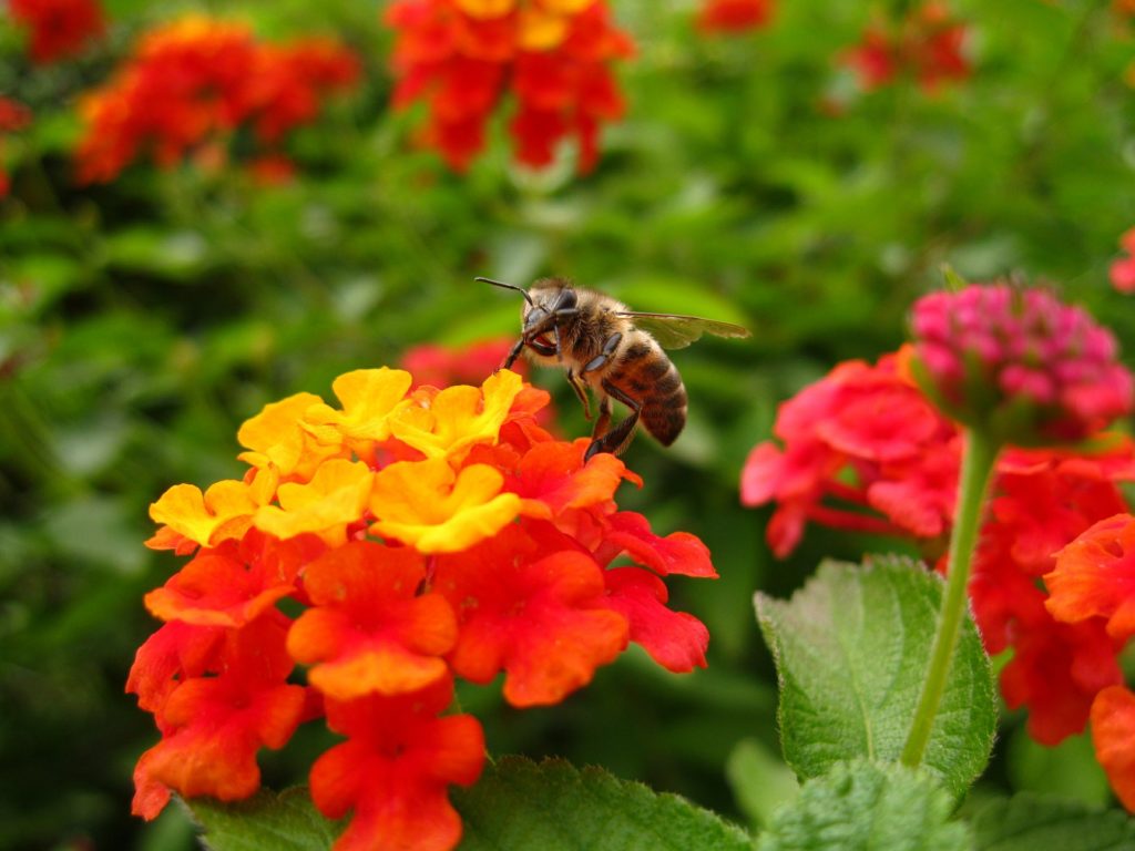 bee-friendly flowers