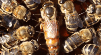 Bee larvae fed beebread have no chance of becoming queen