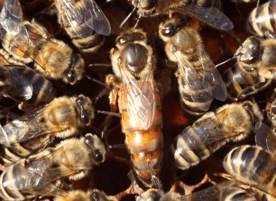 What Makes The Queen Bee A Queen Bee?
