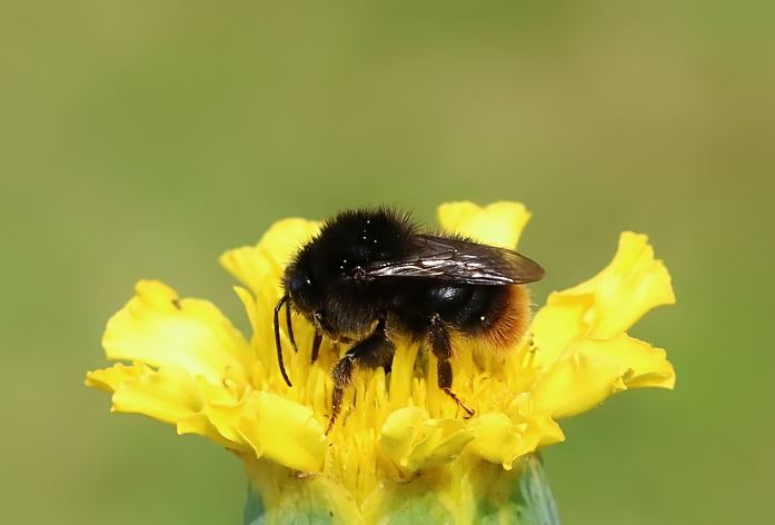 bees declining