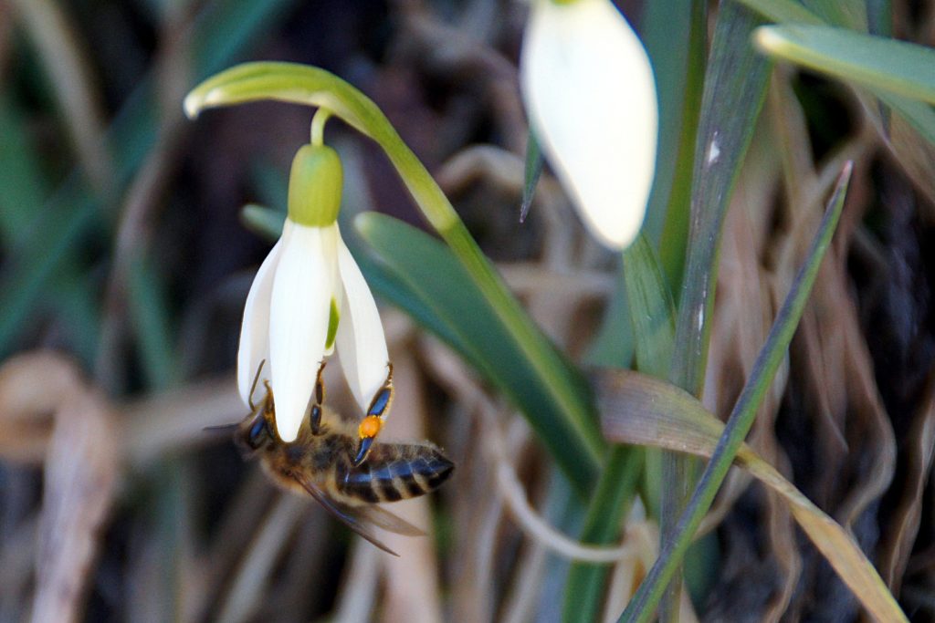 spring flowers for bees