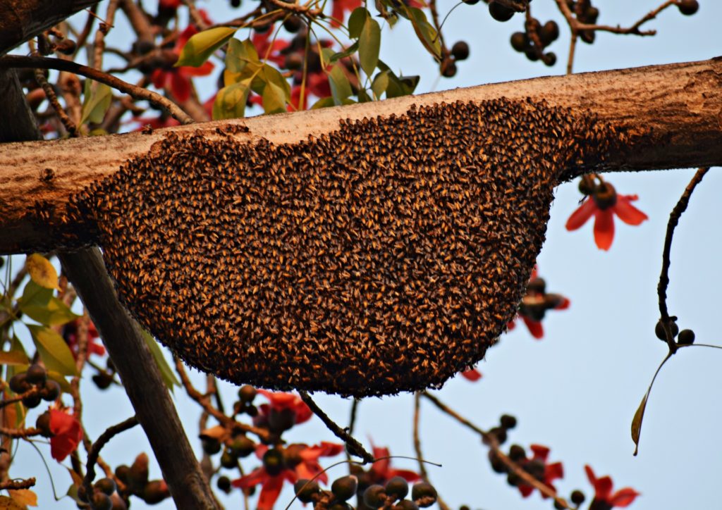 March 1 2019 Beekeeping Basics