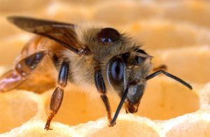 diseases honey bees