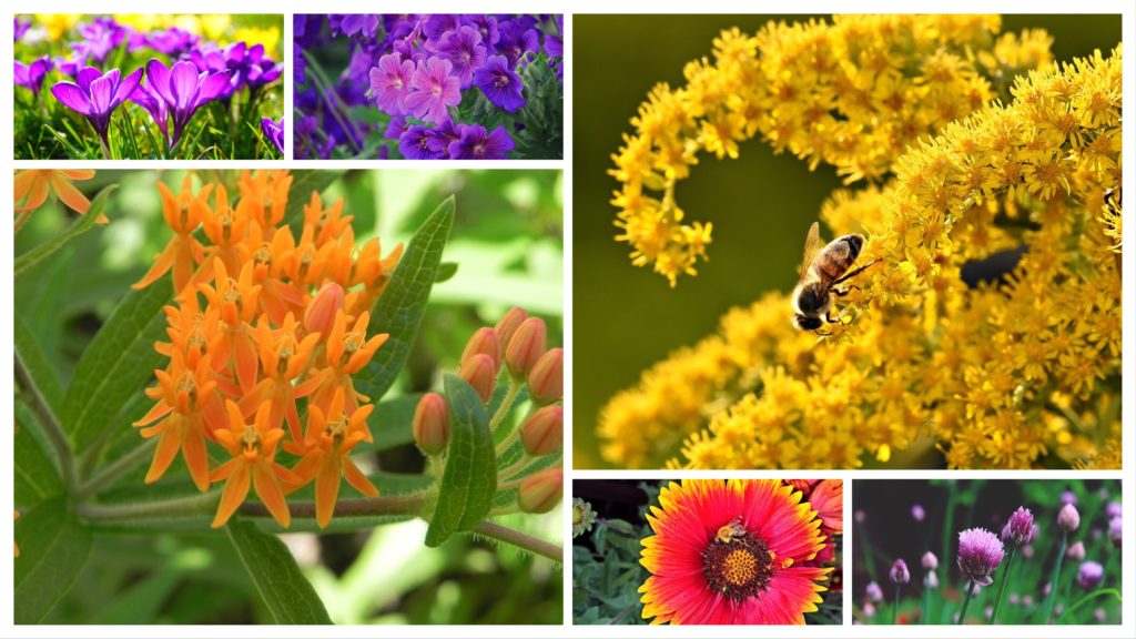 bee-friendly flowers