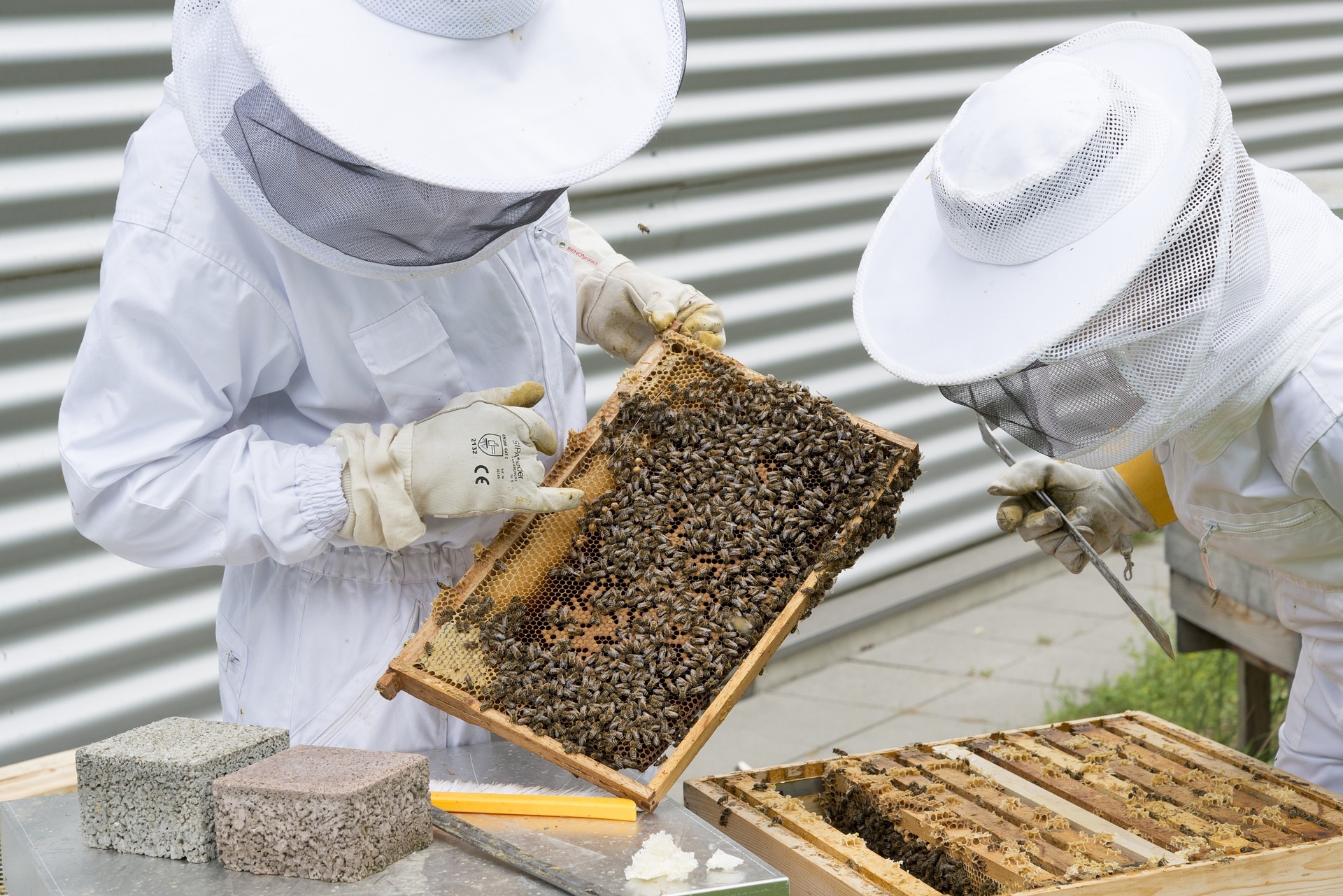 Beekeepers - What Does It Take To Be Successful - Bee Well Honey