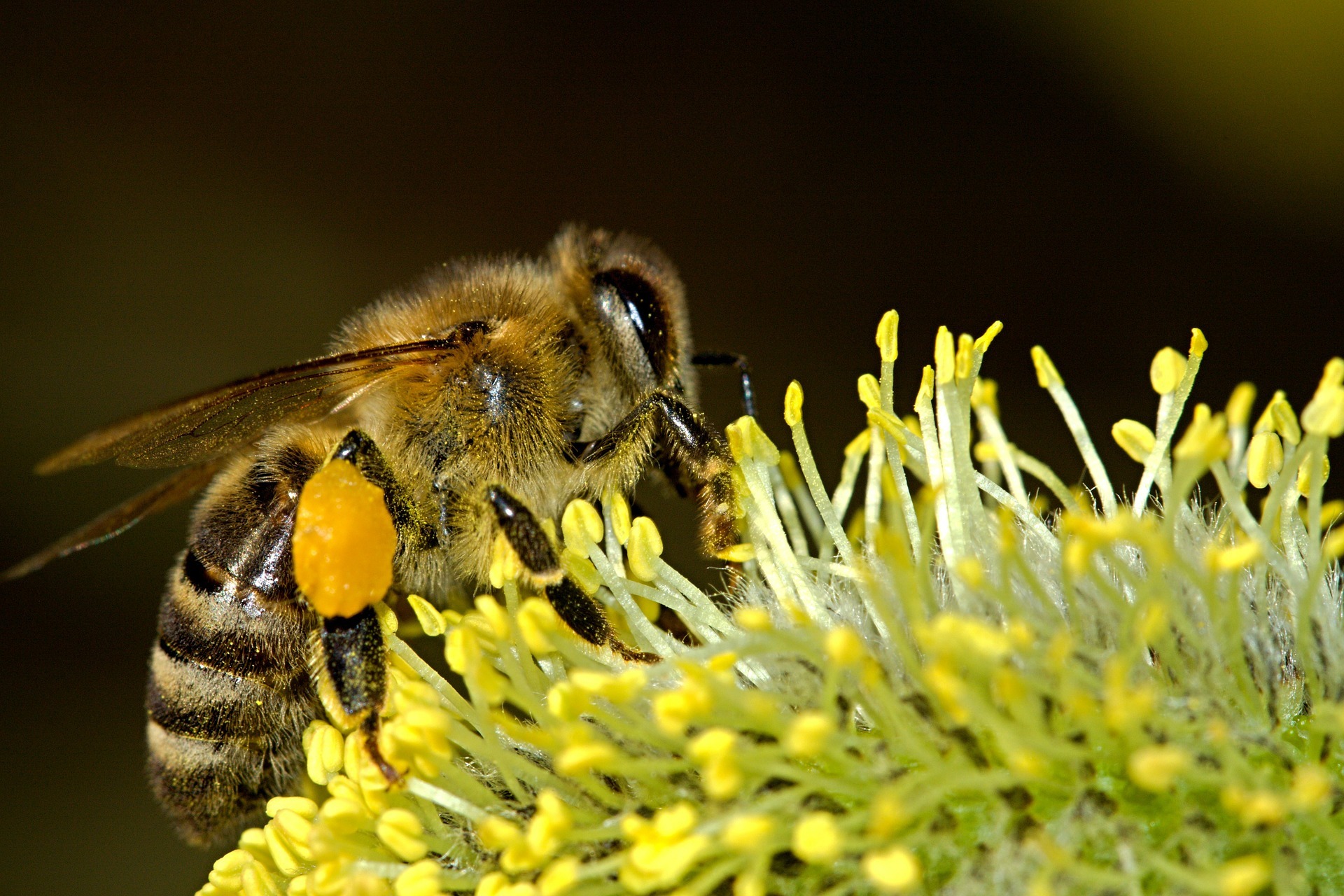 Honey bees fill 'saddlebags' with pollen. Here's how they keep