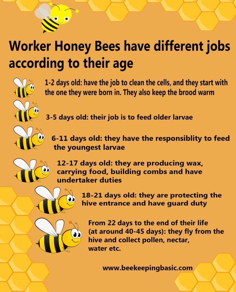 worker honey bees job