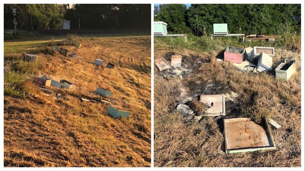 Beehives in Texas