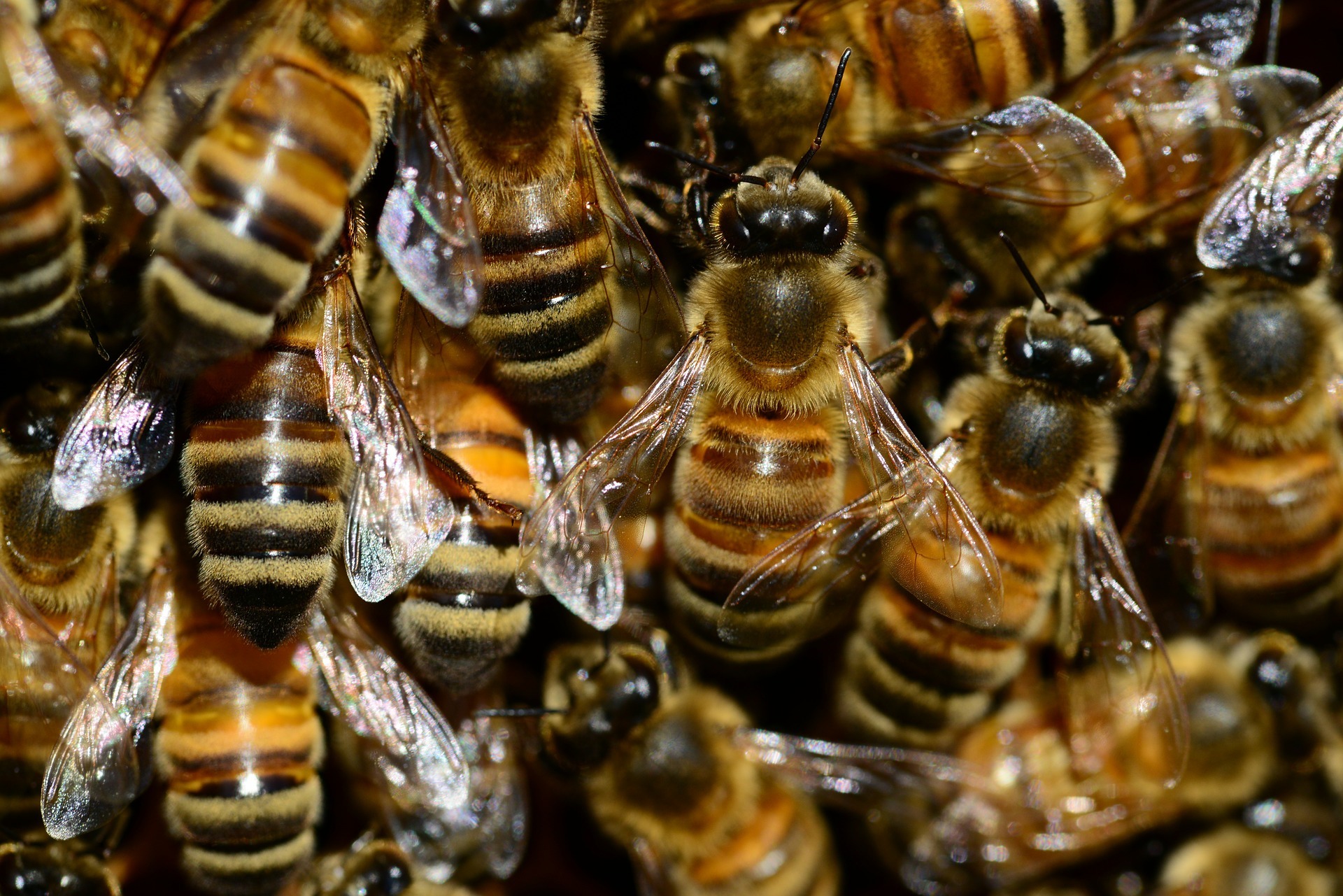 An Outbreak of Bee Disease Was Confirmed in West Lothian, Scotland