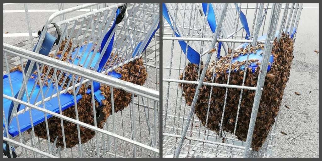 bee swarm on a shopping cart