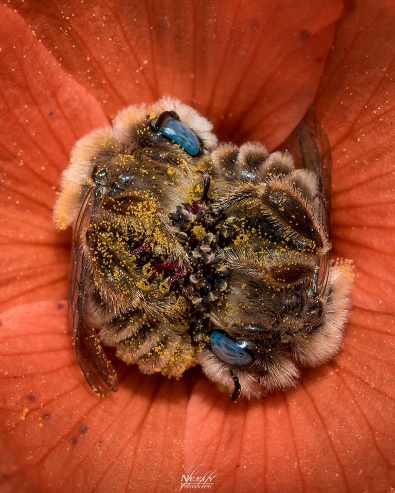 bees sleep in a flower