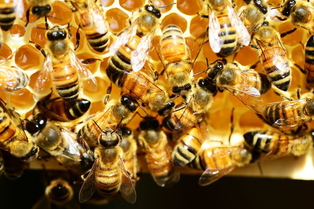 Bees make beeswax