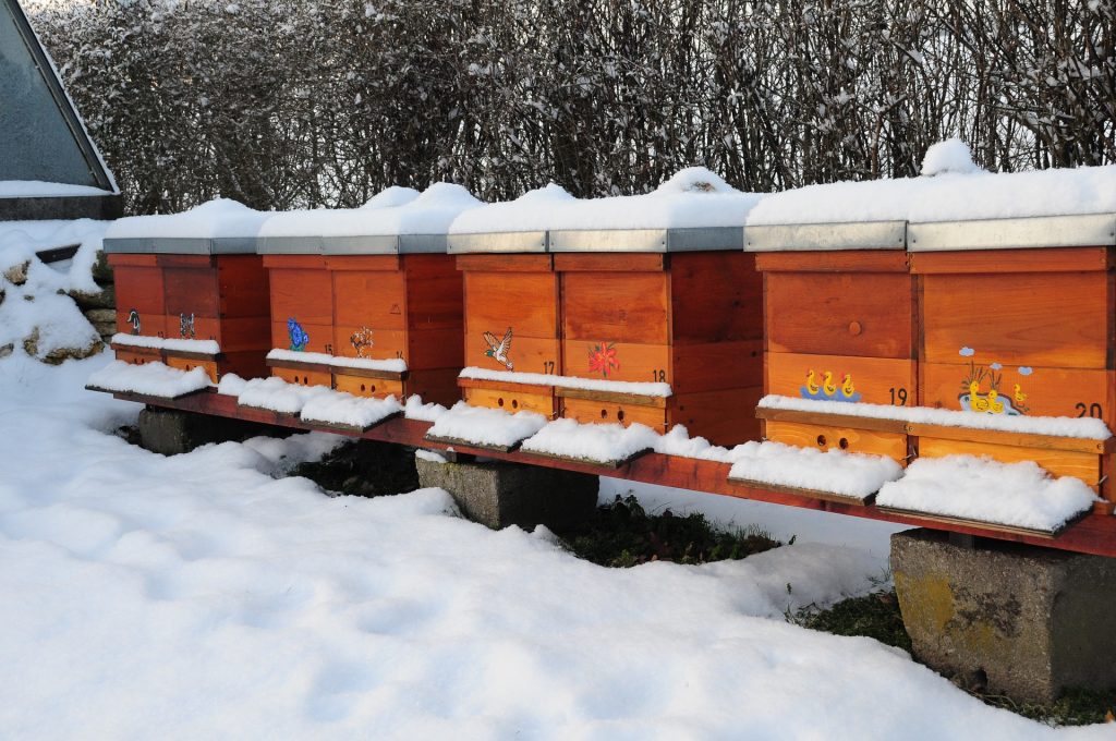 mistakes beginner beekeepers make in winter