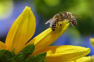 Honey bees can save and remember good and bad memories
