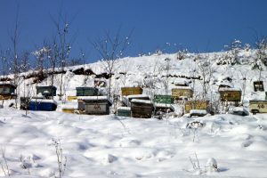 winter hive inspection