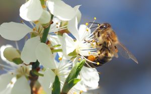 honey bee viruses spread through flower pellets