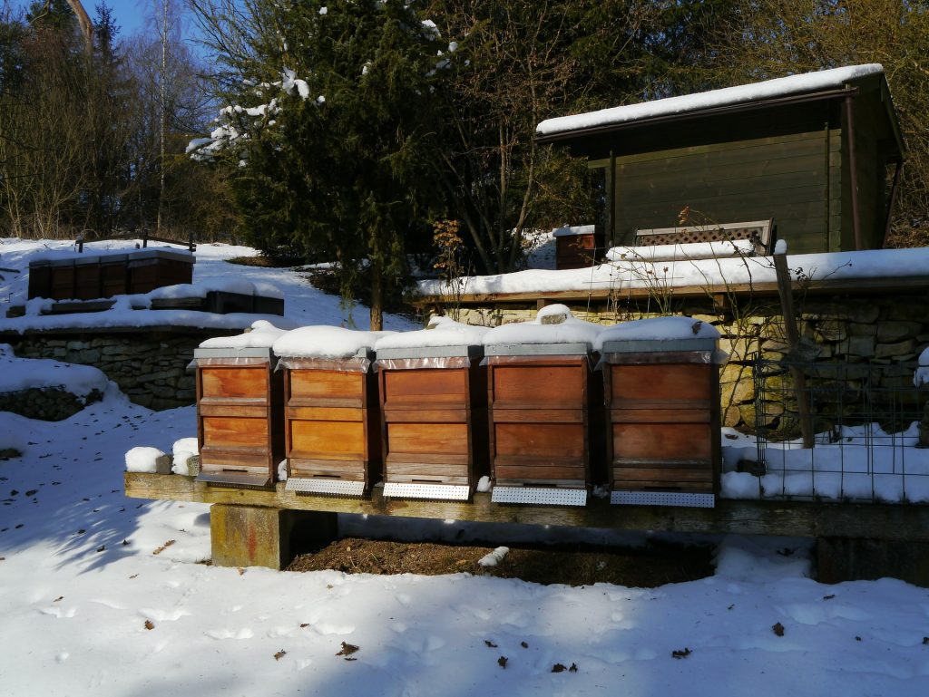 How honeybees survive winter