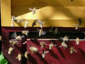 Beekeeping in March