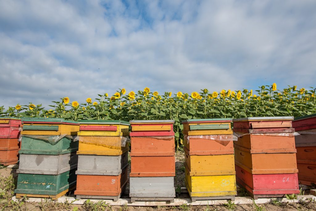How close together can beehives be placed?